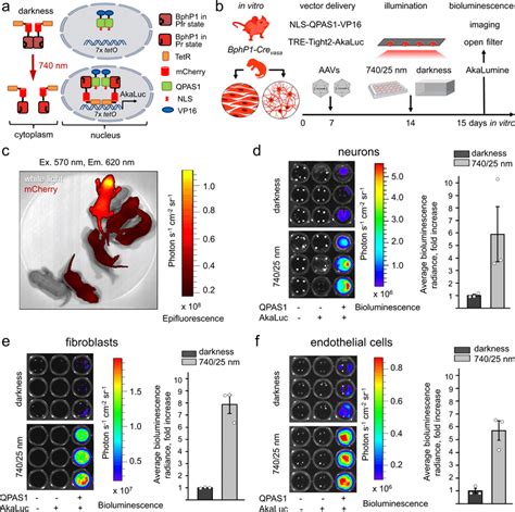 Optogenetic Activation Of Gene Transcription In Primary Bphp Crevasa