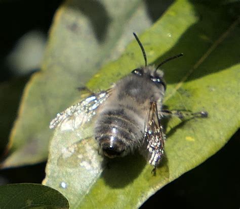 Hymenoptera Abejas Avispas Y Hormigas Monteriza