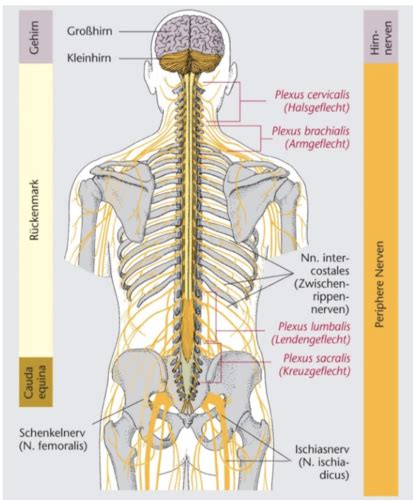 2GM01 Anatomie Nervensystem 8 L 2 30 Flashcards Quizlet