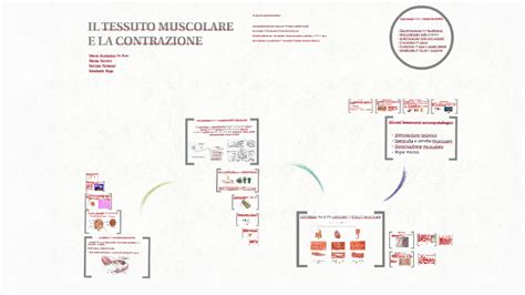 Il Tessuto Muscolare E La Contrazione By Patrizio Pistonesi On Prezi