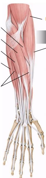 Biol 252l Anterior Arm Muscles Diagram Quizlet