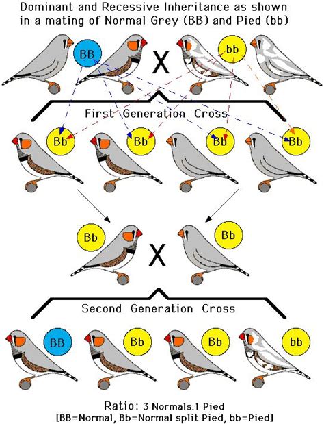 17 Best images about Zebra Finches on Pinterest | Pets, Zebra finch and