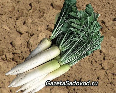 дайкон » "Газета садовод" - сетевое издание