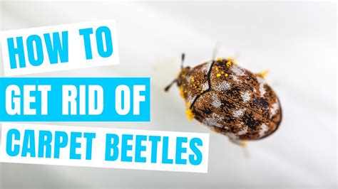 How To Get Rid Of Carpet Beetles Fast And Permanently Youtube