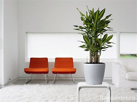 Большие цветы в горшках для дома в интерьере - 86 фото