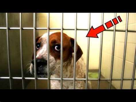 Пес в приюте со слезами на глазах наблюдал, как хозяева забирают не его ...
