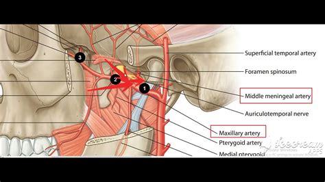 Middle Meningeal Artery 1 Youtube