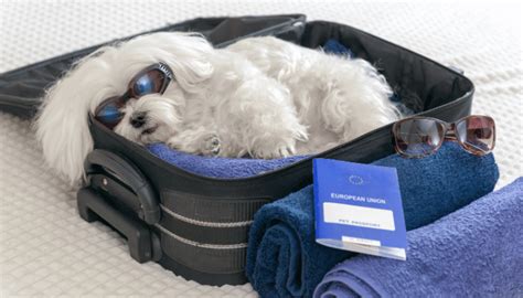 Cuidados Especiais Para Viagens Como Preparar Seu Pet Meu Miauau