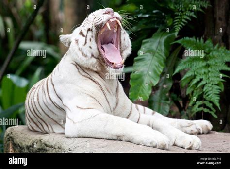 Portrait Of A Bengal White Tiger Stock Photo Alamy