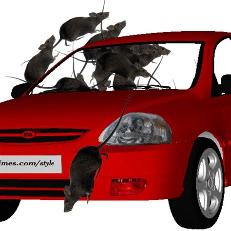 rat car rat car uinsanetemmie
