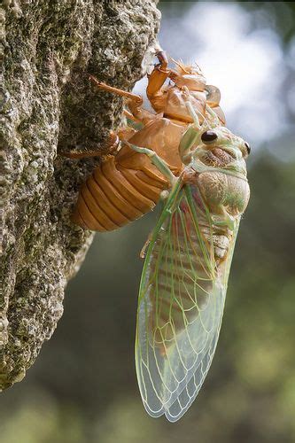 A Cicada Getting Out Of Its Old Shell And Sitting There To Let Itself