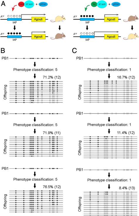 Primer M Dcas Tet If Addgene Inc Bioz