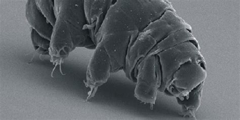 New Tardigrade Species Found in Parking Lot