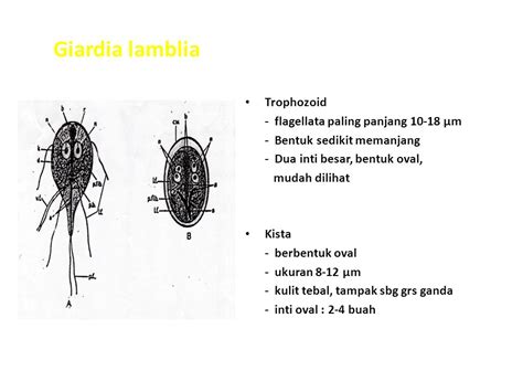 Morfologi Giardia Lamblia Ujian