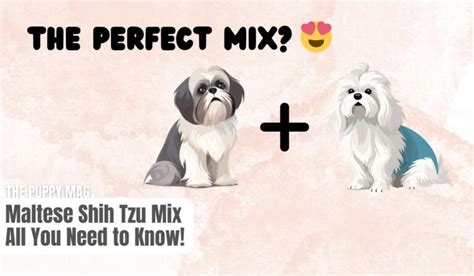 Maltese Shih Tzu Mix: ALL You Need to Know – The Puppy Mag