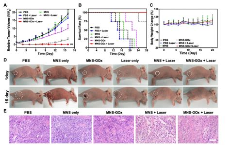 A Tumor Growth Curve B Survival Curve And C Body Weight Of A