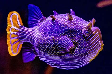 20 Most Beautiful Purple Fish For Your Aquarium With Price