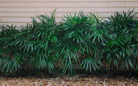 Rhapis Palm Rhapis Excelsa Species Profile Care Guide Plant Index