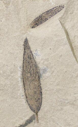 Fossil Mimosites Coloradensis Leaves Green River Formation 20218