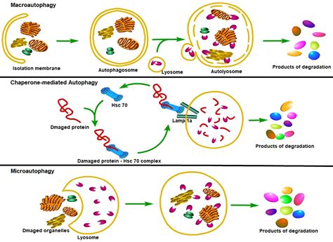 Macrophage