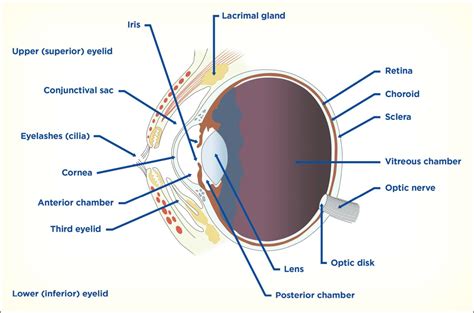 Canine Uveitis And The Veterinary Technician Todays Veterinary Nurse