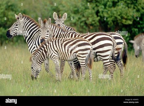 Boehms Zebra Grants Zebra Common Zebra Equus Quagga Boehmi Herd Of Zebras Kenya Masai