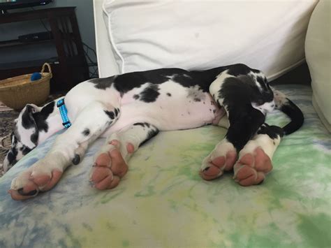 Reddit, meet our new Great Dane puppy Floyd and his giant paws : r/aww