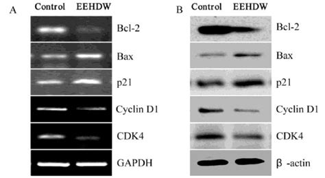 Effect Of Eehdw On The Expression Of Bcl 2 Bax P21 Cyclin D1 And