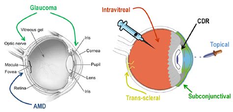 Tapetum Lucidum Diagram