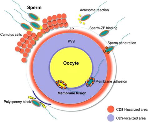 Fertilisation And Implantation Flashcards Quizlet