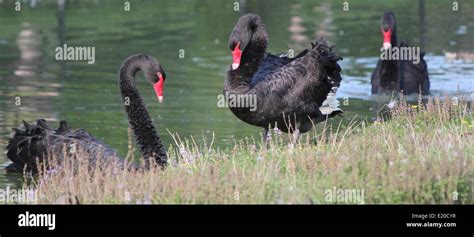 Black Swans New Zealand Hi Res Stock Photography And Images Alamy