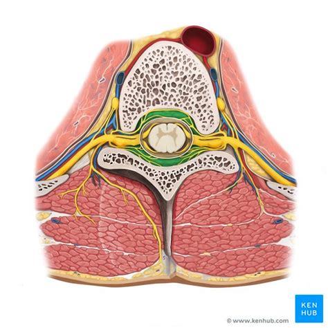 Epidural Space Anatomy And Function Kenhub