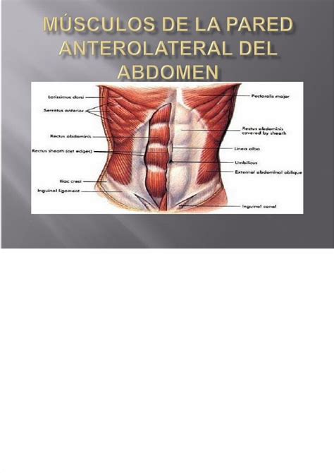 PPTX MÚSCULOS DE LA PARED ANTEROLATERAL DEL ABDOMEN DOKUMEN TIPS