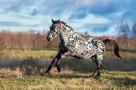 Knabstrupper Horse Breed Guide: Characteristics, Health & Nutrition | Mad Barn