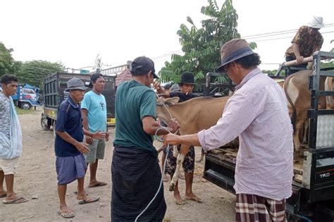 Hewan Kurban Mataram Andalkan Pasokan Peternak Lokal Genpi Co Ntb