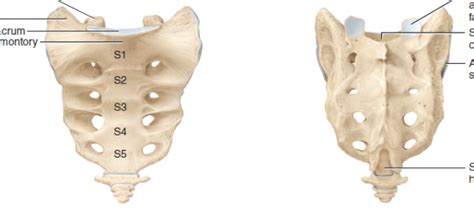 sacrum and coccyx Diagram | Quizlet