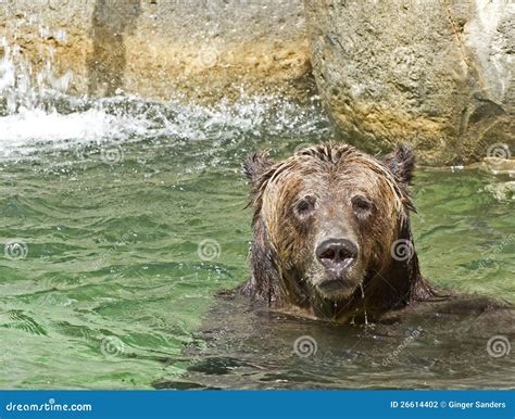 Brown Bear Playing In Water Stock Photo Image Of Animal Grizzly