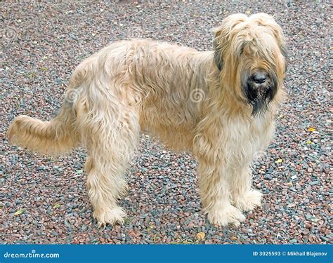 Briard Hund 2 stockbild. Bild von rauhaarig, haar, schäferhund - 3025593