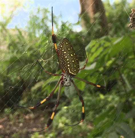 Golden Silk Spider From Jamaica What S That Bug