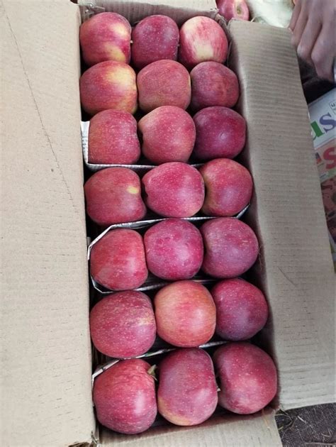 Kinnauri A Grade Fresh Kinnaur Apple Packaging Type Carton At Rs