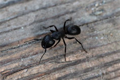 Camponotus Aethiops Mittelmeer Rossameise Camponotus Aeth Flickr