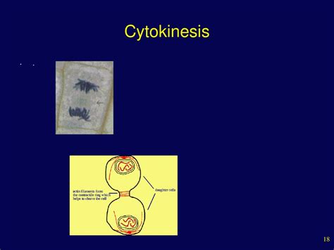 The Cell Cycle And How Cells Divide Ppt Download