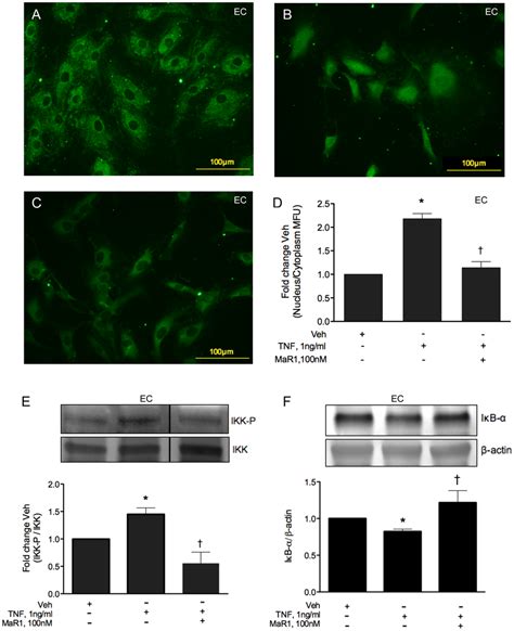 Mar1 Attenuates Tnf α Induced Nf κb Activation In Endothelial