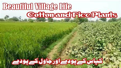 Beautiful Village Life Cotton And Rice 🍚 Plants 🪴 Very Green Plants In