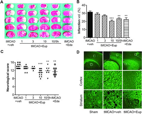 Eupatilin Reduces Brain Damage In Tmcao Challenged Mice Mice Were