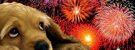 Tips To Help Reduce Your Dogs Anxiety From Fireworks Smoky Mountain