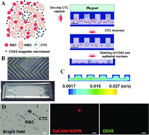 Microfluidics Based Immunomagentic Isolation Of Ctcs From Whole Blood