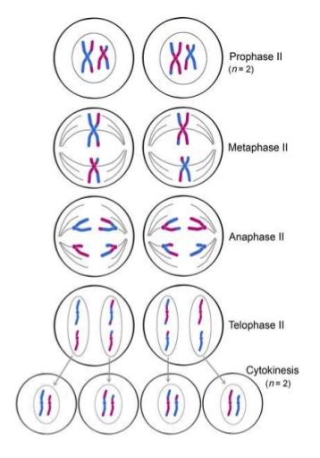 130 Meiosis Biology Notes For A Level