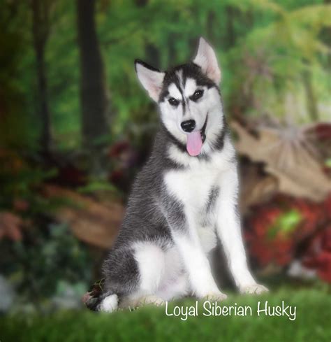 Are Siberian Husky Loyal