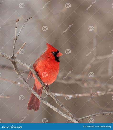 Northern Cardinal (Cardinalis Cardinalis) Stock Photo - Image of animal